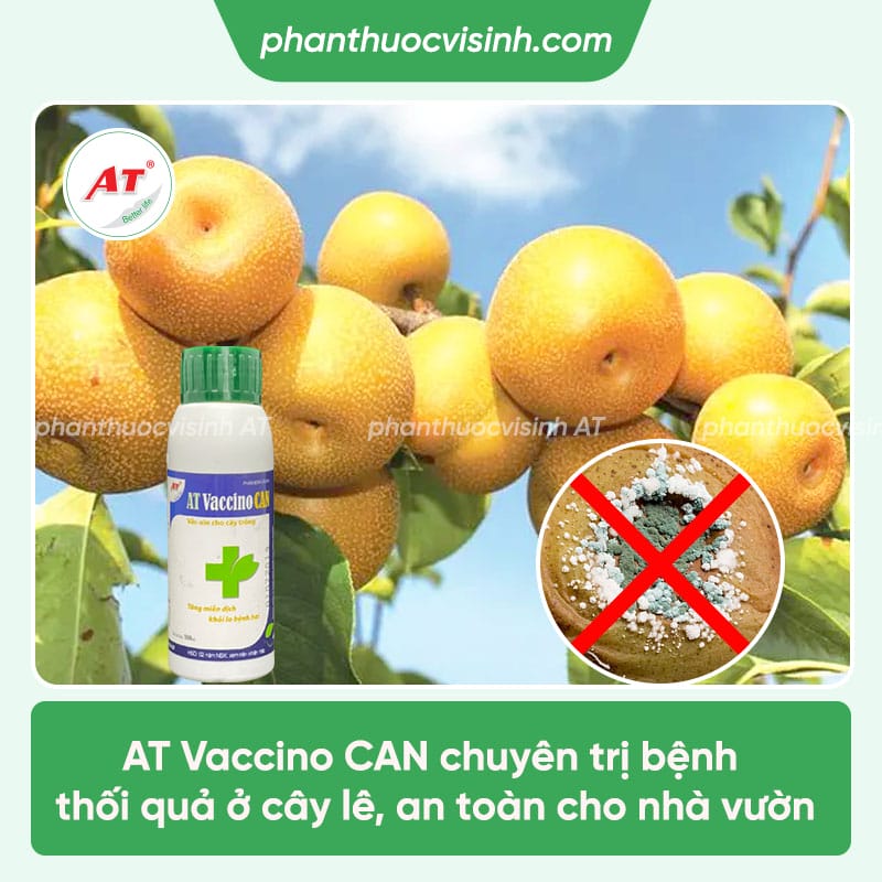 Cách phòng ngừa bệnh thối trái lê an toàn, hiệu quả