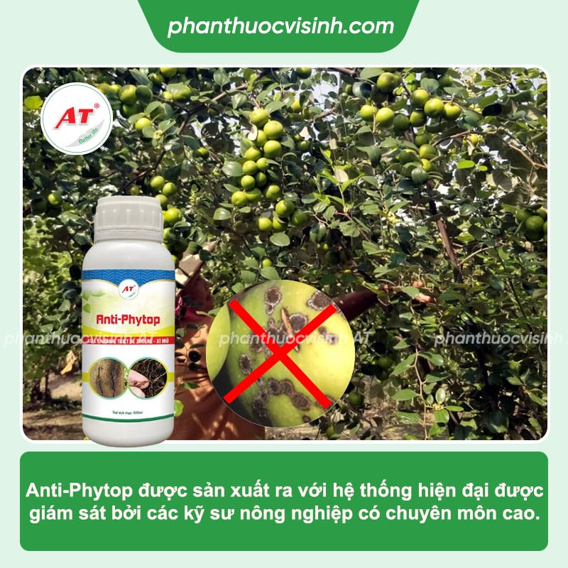 Bệnh thán thư cây táo: Nguyên nhân gây ra và cách trị tận gốc