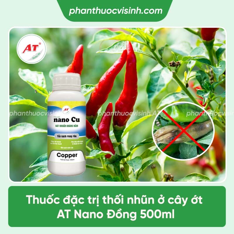 Nguyên nhân bệnh thối nhũn trên cây ớt và cách phòng trị