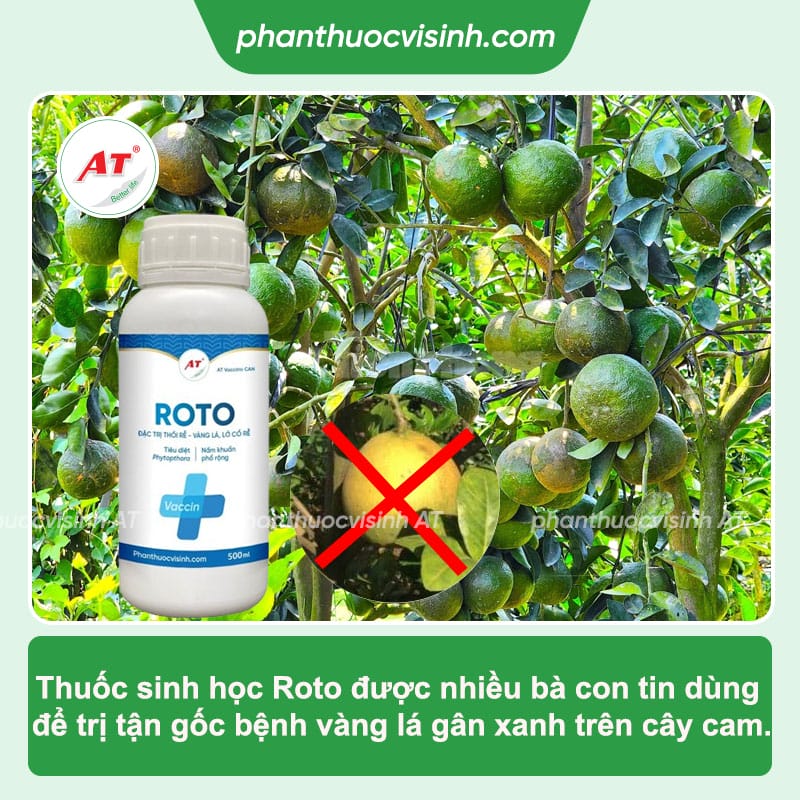 Cách phòng trị bệnh vàng lá gân xanh trên cây cam hiệu quả