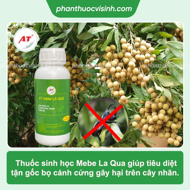 Cách phòng trị bọ cánh cứng hại nhãn triệt để, an toàn 4 Bọ cánh cứng hại nhãn: Cách phòng trị hiệu quả, an toàn