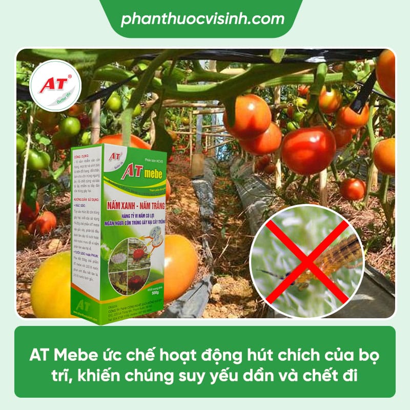 Bọ trĩ hại cà chua: Nguyên nhân & Cách phòng trừ hiệu quả