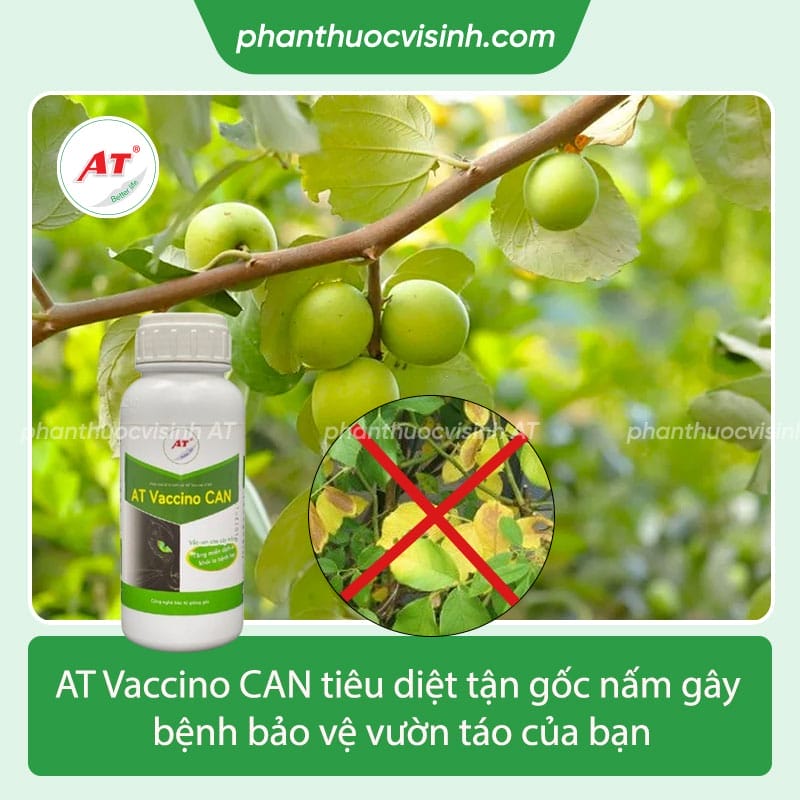 Tìm hiểu nguyên nhân cây táo bị vàng lá và cách khắc phục