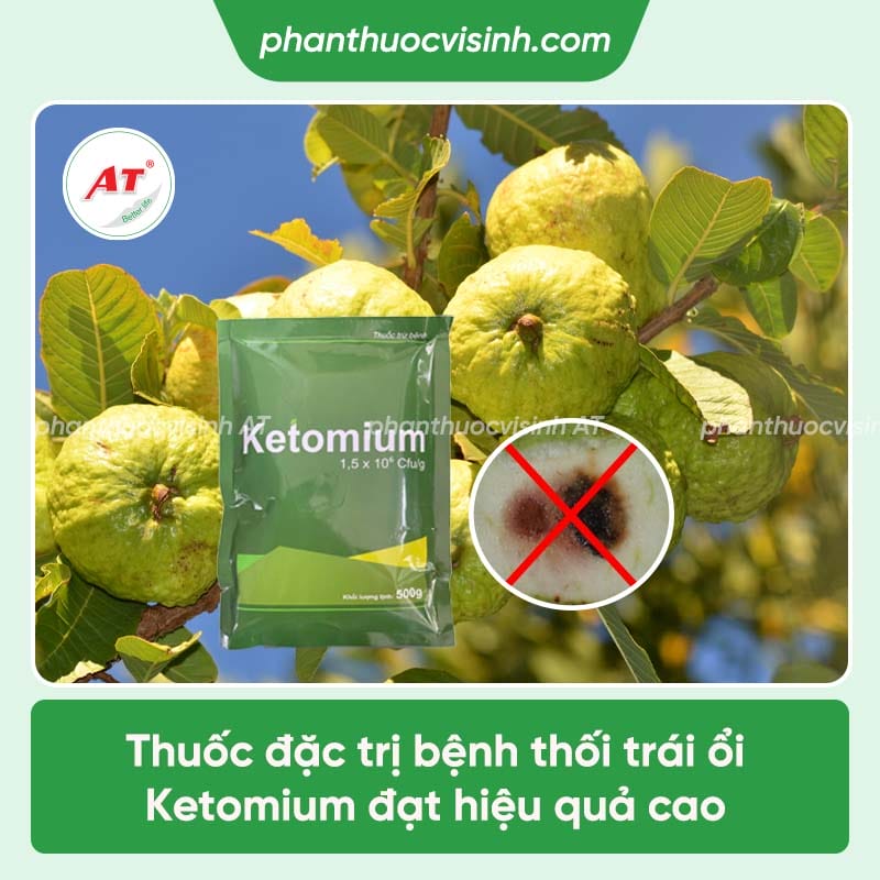 Ổi bị thối trái gây ra những tác hại gì và cách điều trị