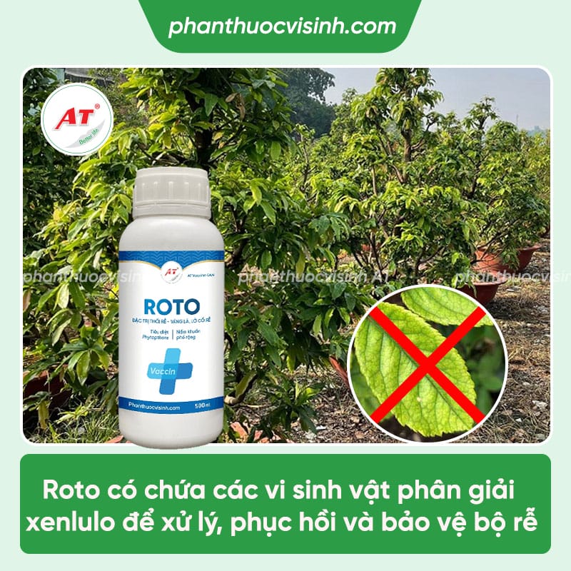 Cách xử lý triệt để bệnh sương mai trên hoa la
