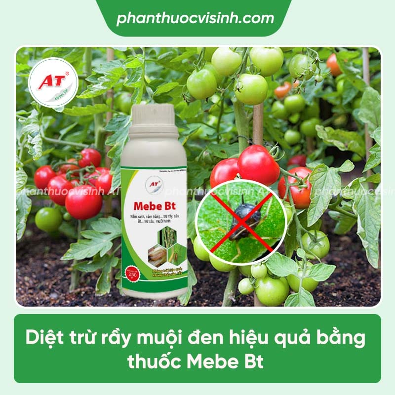 Cách phòng trừ rầy muội đen hại cà chua triệt để & an toàn 4 Phòng trừ rầy muội đen hại cà chua an toàn, hiệu quả