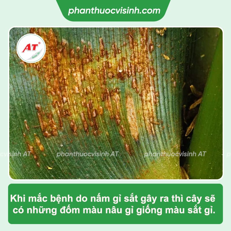 Biện pháp phòng trị bệnh gỉ sắt ngô tận gốc