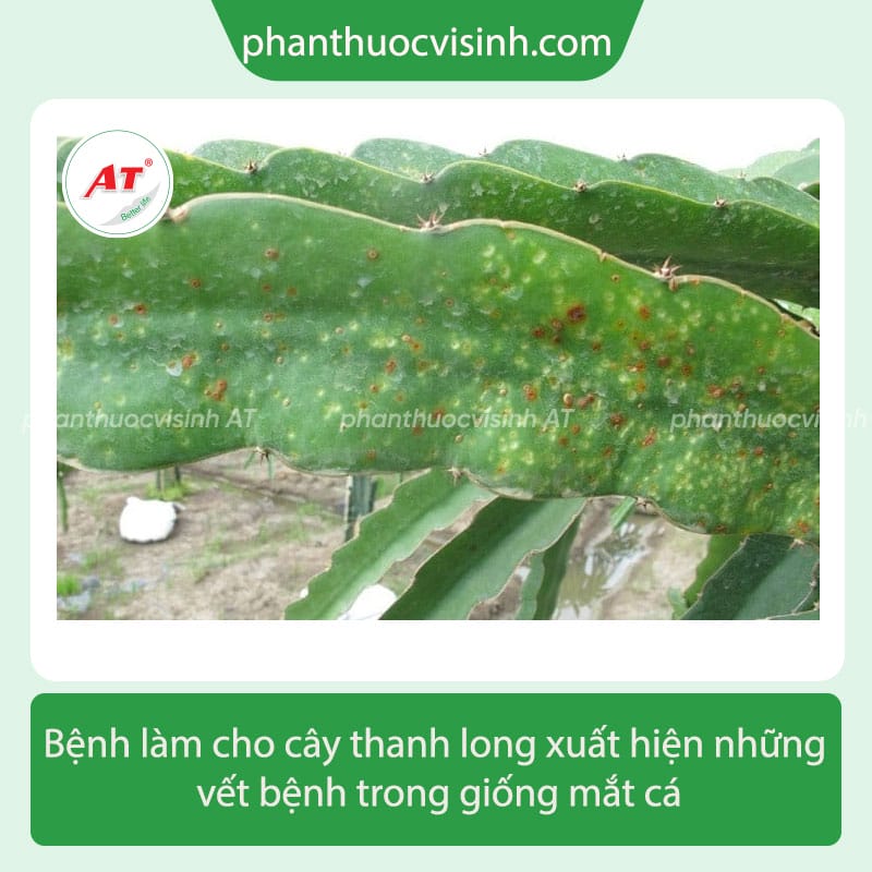 Bệnh mắt cá thanh long nguyên nhân do đâu và cách phòng trị