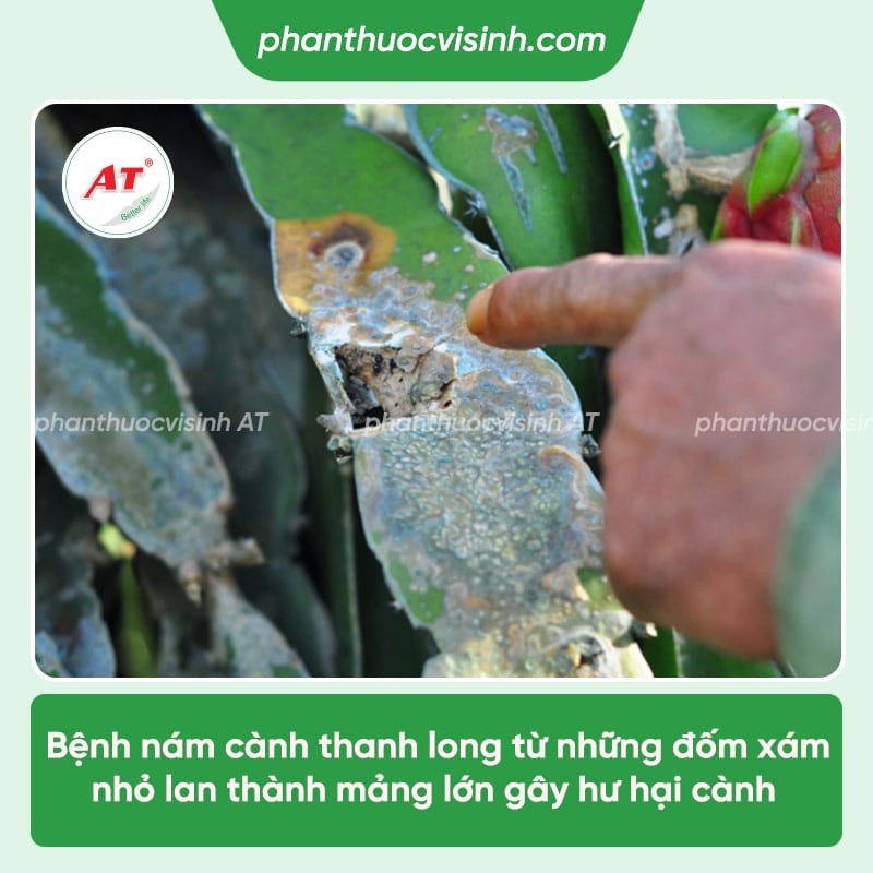 Bệnh nám cành thanh long: Nguyên nhân & Cách điều trị