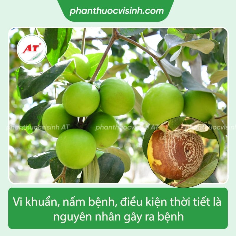 Tìm hiểu bệnh thối quả táo và cách phòng trừ,điều trị hiệu quả