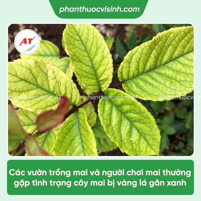 Cách xử lý triệt để bệnh sương mai trên hoa la