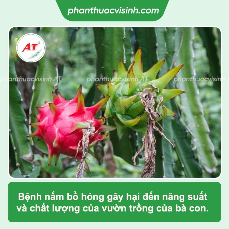 Bệnh bồ hóng trên thanh long: Cách phòng trừ dứt điểm