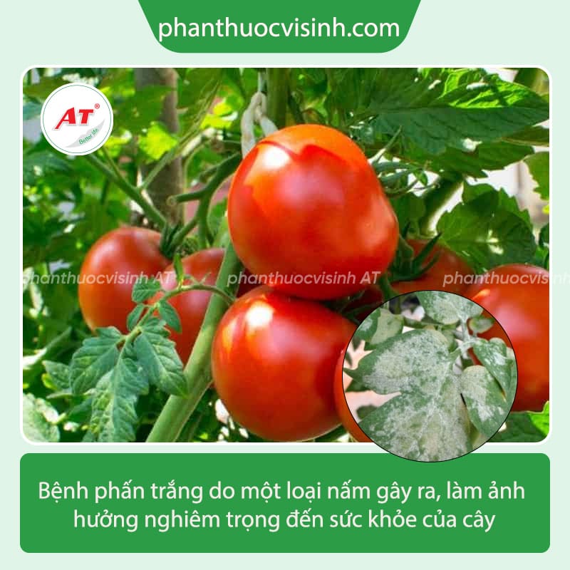 Nhận biết và phòng trừ bệnh phấn trắng cà chua hiệu quả