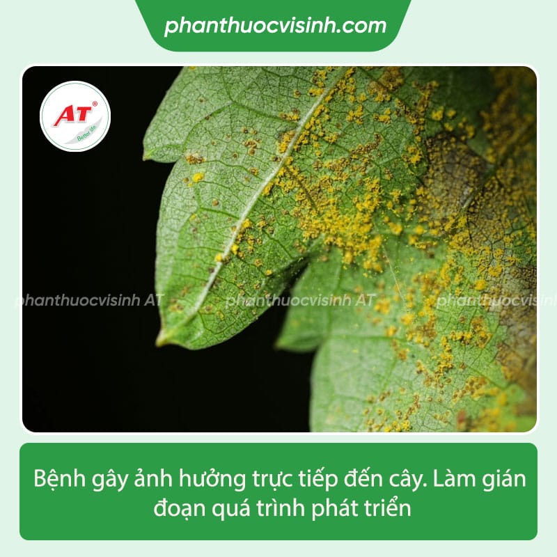 Bệnh rỉ sắt cây táo - cách ngăn ngừa, điều trị hiệu quả