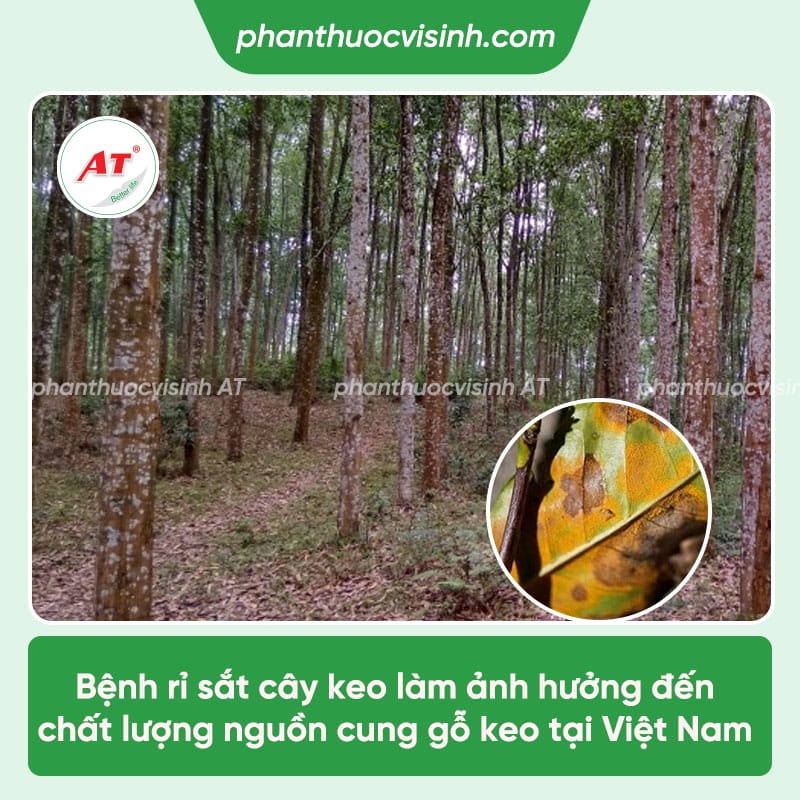 Nguyên nhân bệnh rỉ sắt trên cây keo & Cách phòng trừ hiệu quả