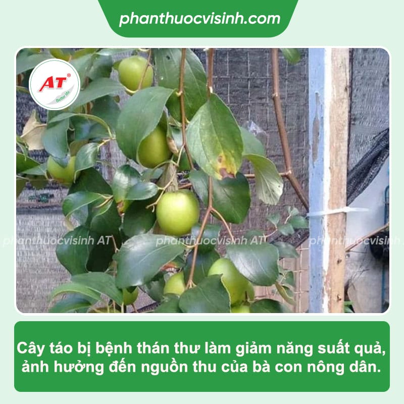 Bệnh thán thư cây táo: Nguyên nhân gây ra và cách trị tận gốc