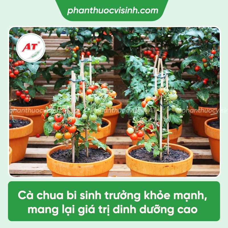 Trồng cà chua bi bằng hạt và kỹ thuật canh tác
