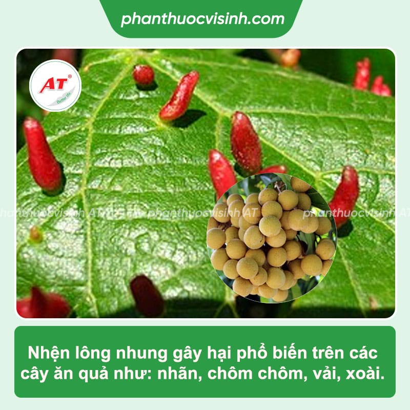 Nhện lông nhung hại nhãn: Cách phòng trị hiệu quả