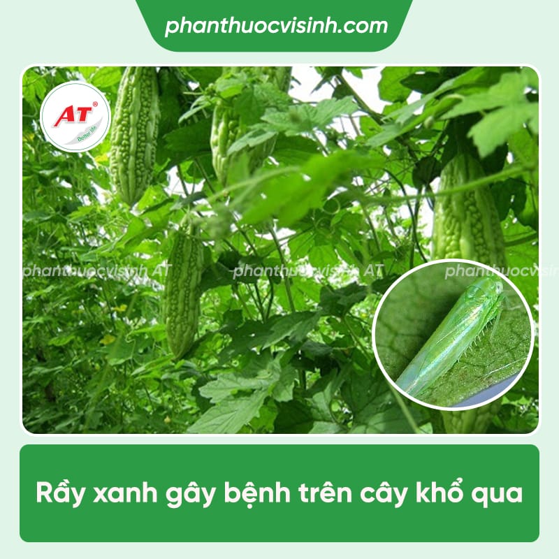 Cách phòng trị rầy xanh hại khổ qua an toàn hiệu quả