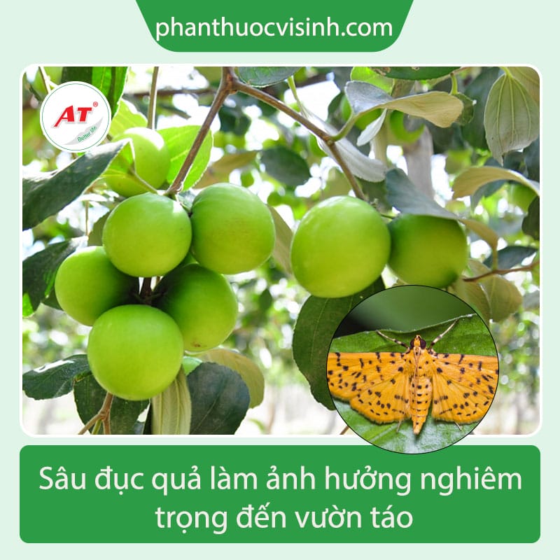 Tìm hiểu sâu ăn quả táo - cách phòng trừ hiệu quả