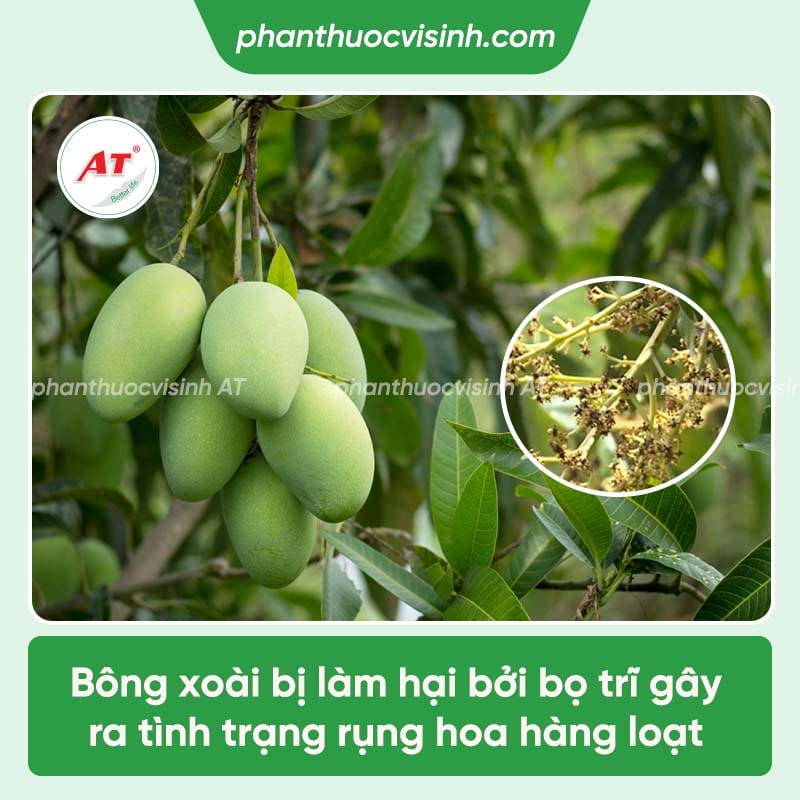 Top 3 thuốc đặc trị bọ trĩ trên bông xoài an toàn, tiêu diệt nhanh