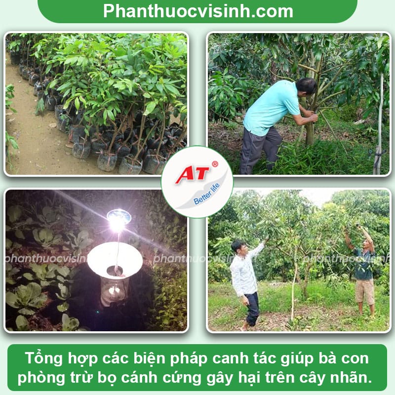 Cách phòng trị bọ cánh cứng hại nhãn triệt để, an toàn 3 Bọ cánh cứng hại nhãn: Cách phòng trị hiệu quả, an toàn