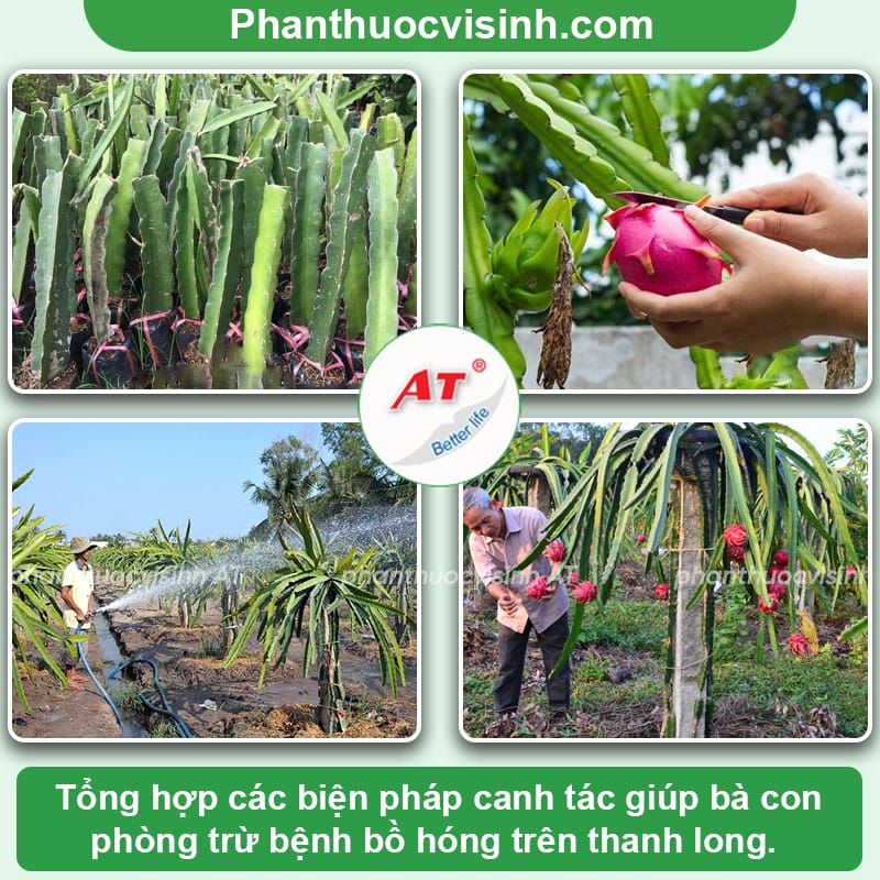 Bệnh bồ hóng trên thanh long: Cách phòng trừ dứt điểm