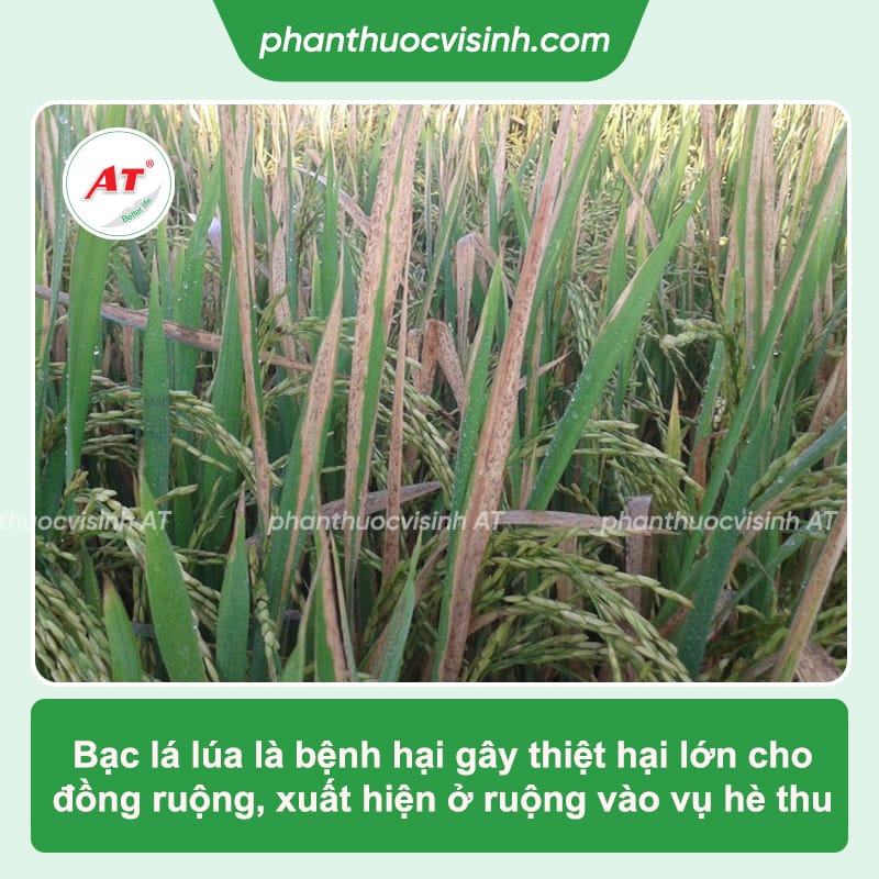 Bệnh bạc lá lúa: Phòng trừ hiệu quả, an toàn