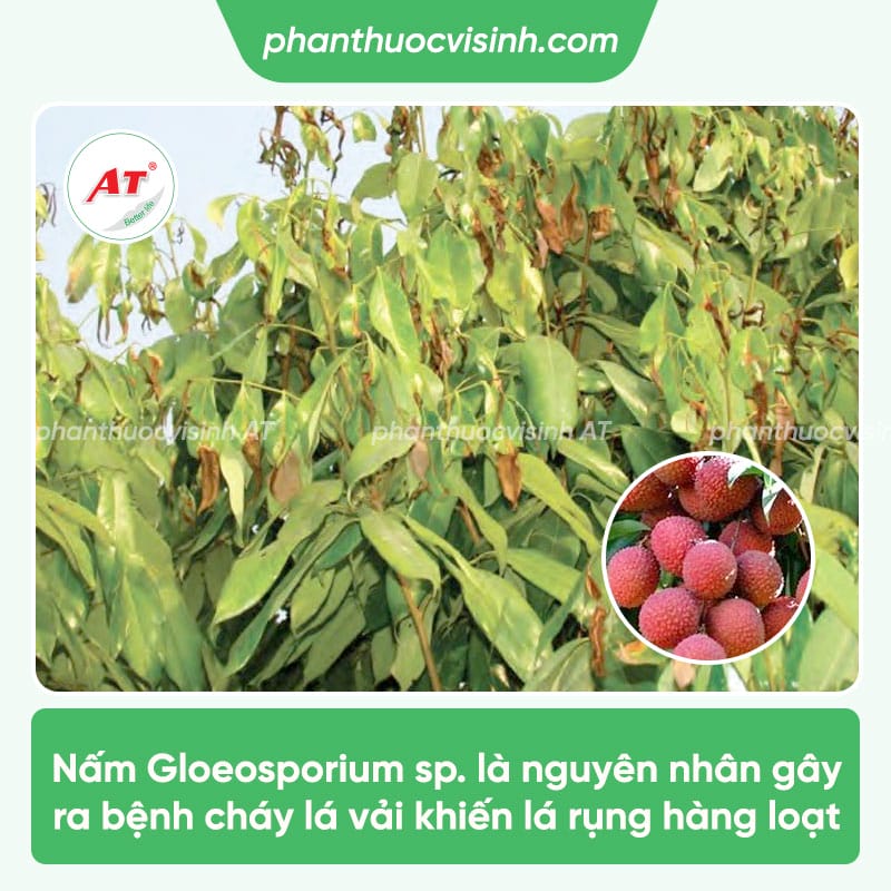 Bệnh cháy lá vải: Phòng trừ hiệu quả, an toàn