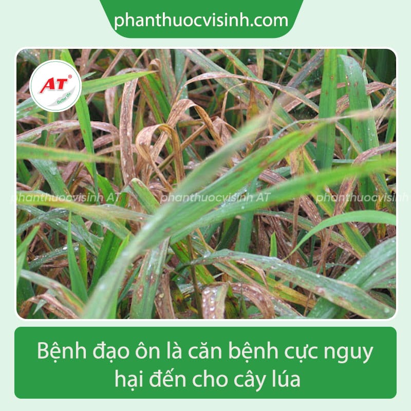 Biện pháp phòng trừ bệnh đạo ôn trên lúa và an toàn cho cây 1 Hướng dẫn nhận biết và phòng trừ bệnh đạo ôn trên lúa