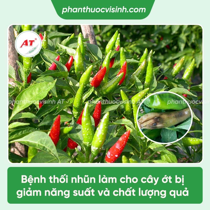 Nguyên nhân bệnh thối nhũn trên cây ớt và cách phòng trị