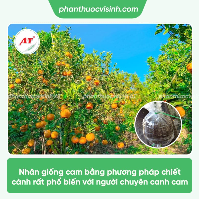 Hướng dẫn cách chiết cành cam ra rễ nhanh, chống sâu bệnh