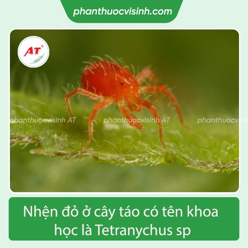 Tìm hiểu bệnh nhện đỏ trên cây táo và cách phòng hiểu quả