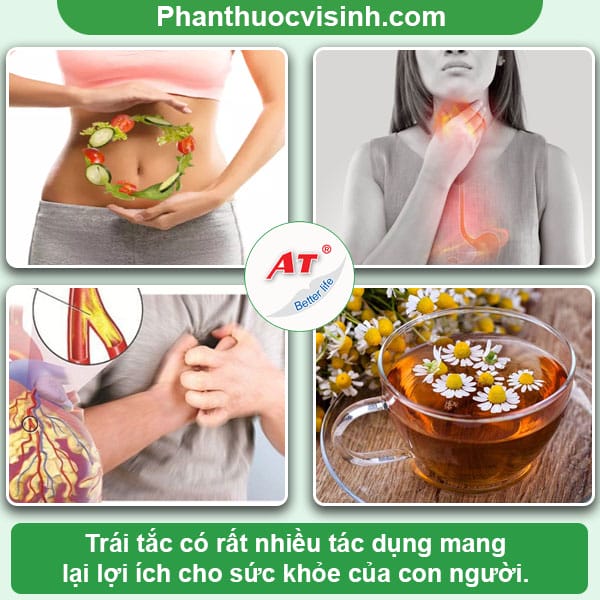 Trái tắc có tác dụng gì đối với sức khỏe của con người