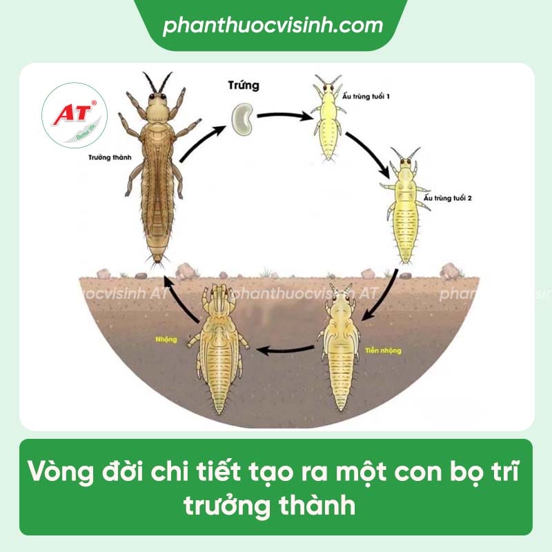 Cách tiêu diệt bọ trĩ hại nho bằng biện pháp hiệu quả, an toàn