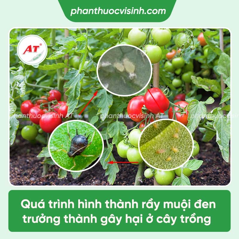 Cách phòng trừ rầy muội đen hại cà chua triệt để & an toàn 2 Phòng trừ rầy muội đen hại cà chua an toàn, hiệu quả