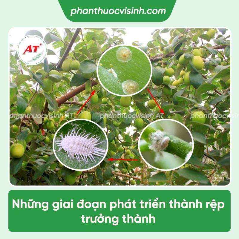 Rệp sáp hại táo gây ra hậu quả gì và cách ngăn ngừa