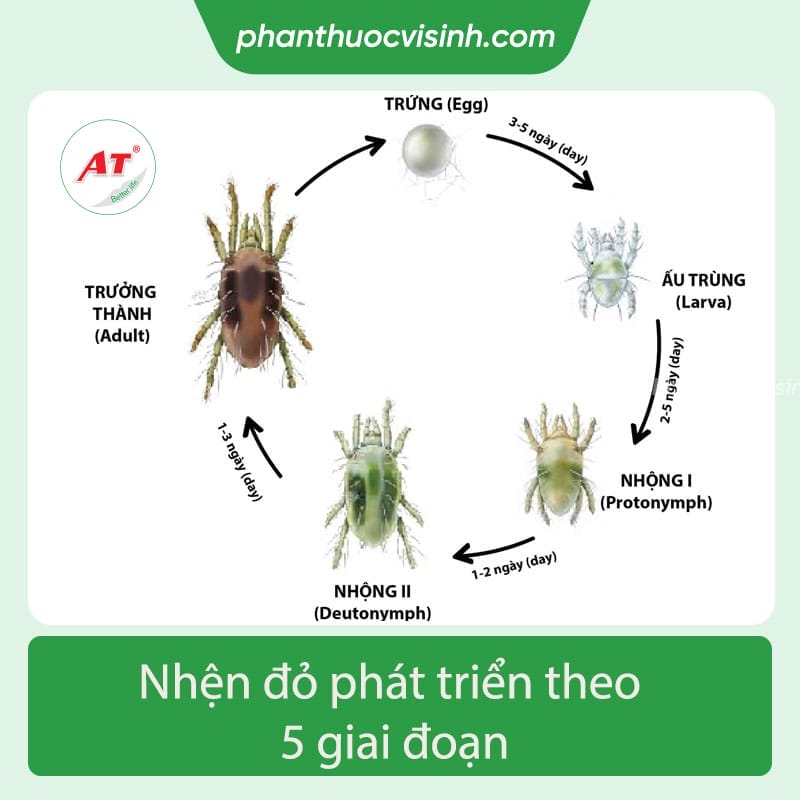 Tìm hiểu bệnh nhện đỏ trên cây táo và cách phòng hiểu quả