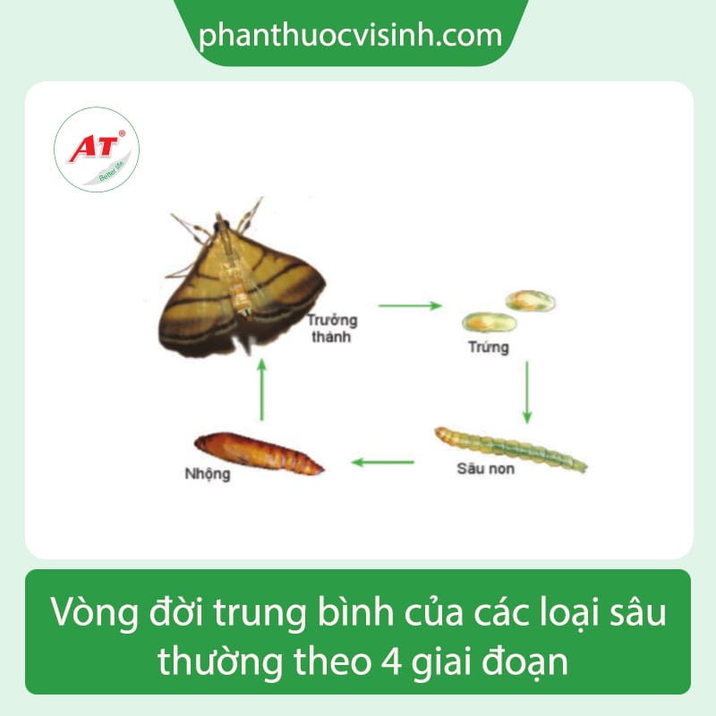 Tìm hiểu sâu ăn quả táo - cách phòng trừ hiệu quả
