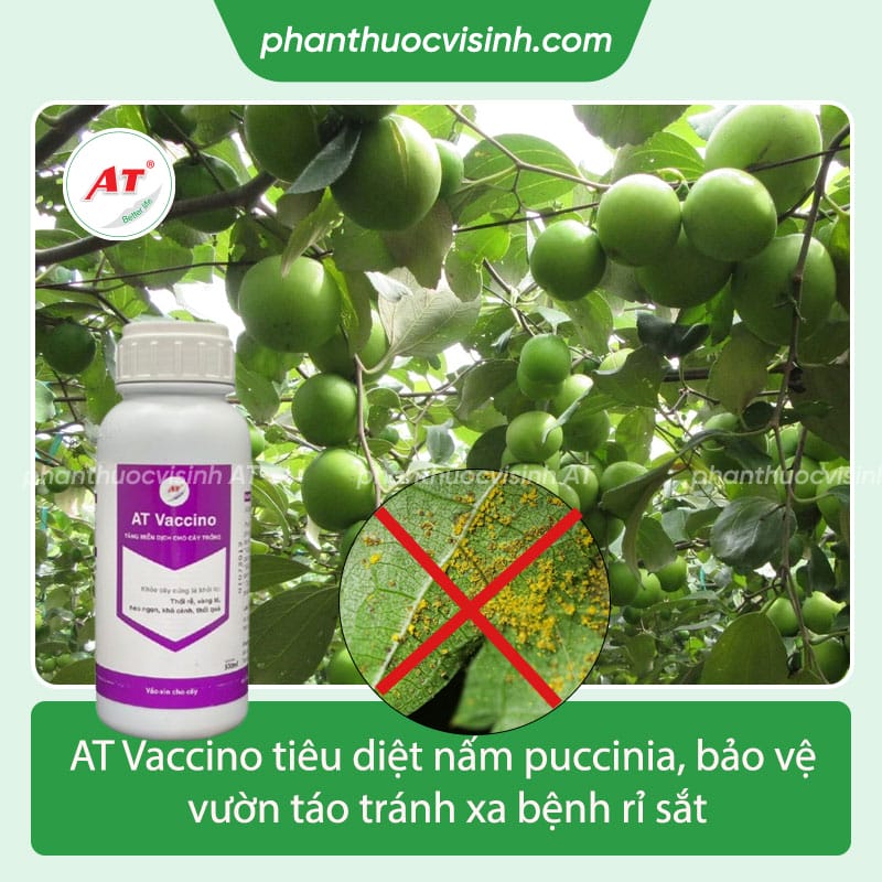 Bệnh rỉ sắt cây táo - cách ngăn ngừa, điều trị hiệu quả