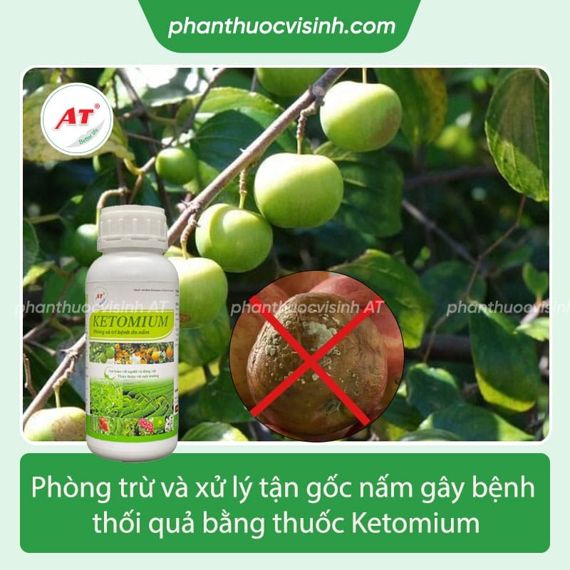  Tìm hiểu bệnh thối quả táo và cách phòng trừ,điều trị hiệu quả