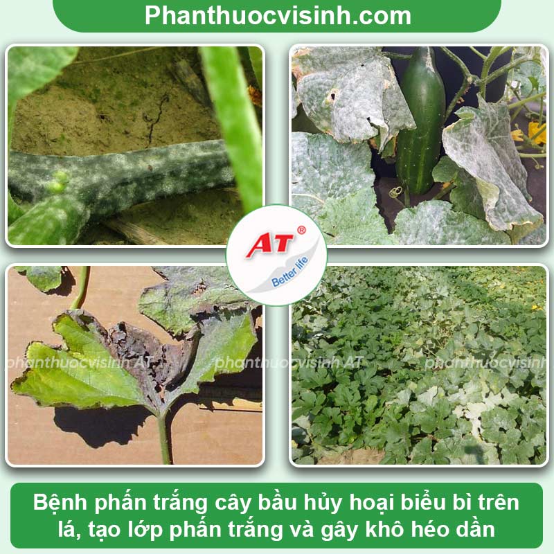 Bệnh trên cây bầu có các bệnh nào & Cách xử lý hiệu quả