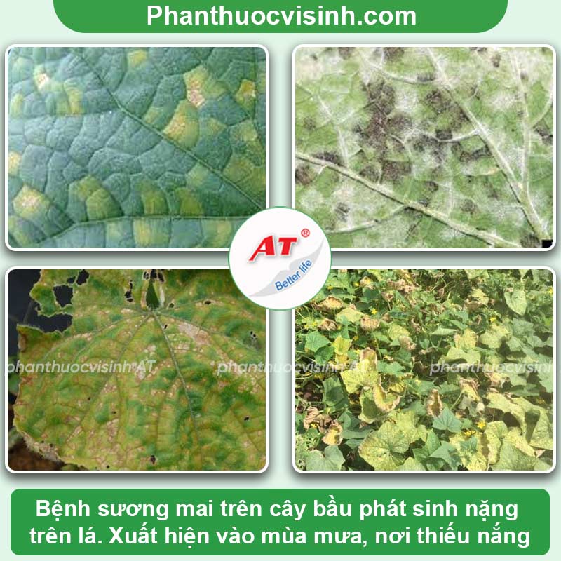 Bệnh trên cây bầu có các bệnh nào & Cách xử lý hiệu quả
