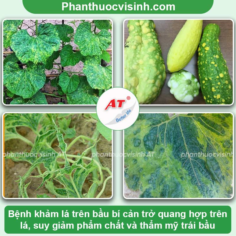 Bệnh trên cây bầu có các bệnh nào & Cách xử lý hiệu quả