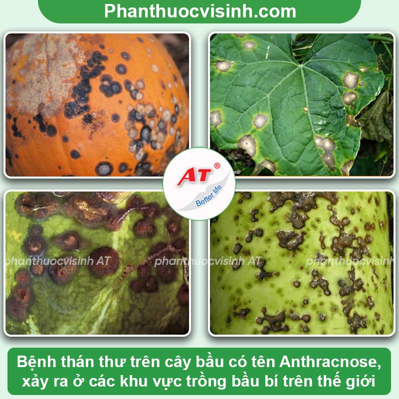 Bệnh trên cây bầu có các bệnh nào & Cách xử lý hiệu quả