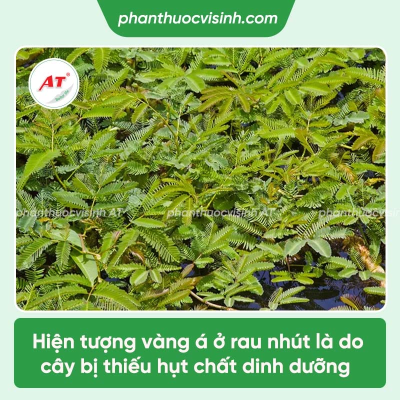 Các loại bệnh trên cây rau nhút và cách phòng trừ hiệu quả