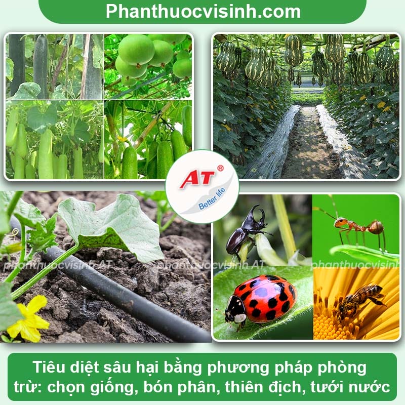 Sâu hại bầu bí gồm những loại nào và cách phòng trị hiệu quả