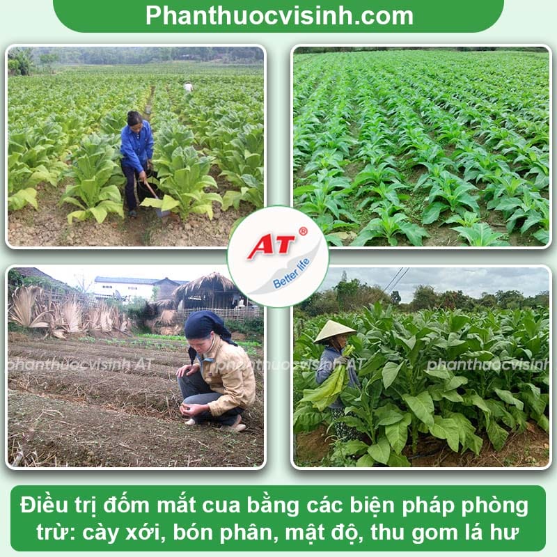 Nguyên nhân bệnh đốm mắt cua thuốc lá và cách phòng trị