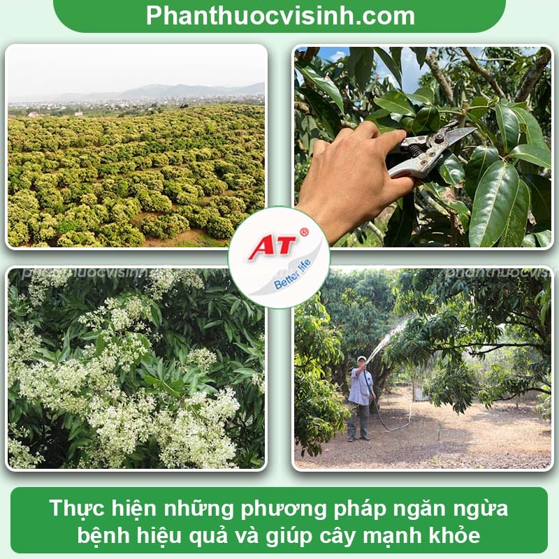 Nguyên nhân bệnh sương mai trên cây vải và cách ngăn ngừa