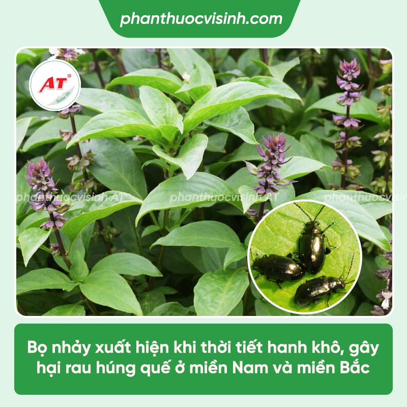 Bệnh trên cây quế: Bệnh hại thường gặp & Cách xử lý